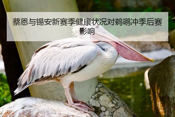 蔡恩与锡安新赛季健康状况对鹈鹕冲季后赛影响 | jnsports